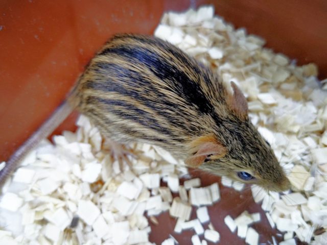 シマクサマウス（ゼブラマウス）