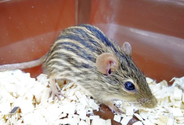 シマクサマウス（ゼブラマウス）