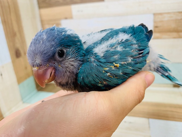 オキナインコ