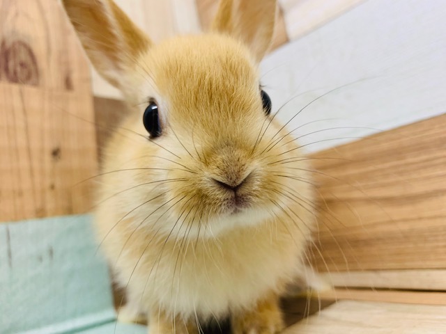 ドワーフラビット