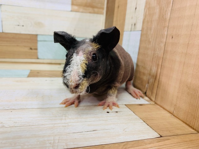 スキニーギニアピッグ
