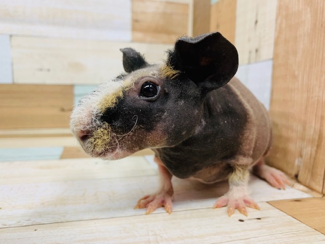 スキニーギニアピッグ