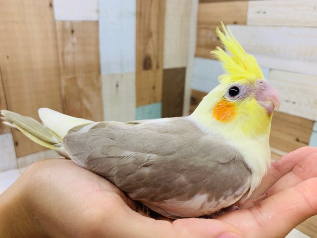 オカメインコ