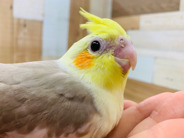 オカメインコ