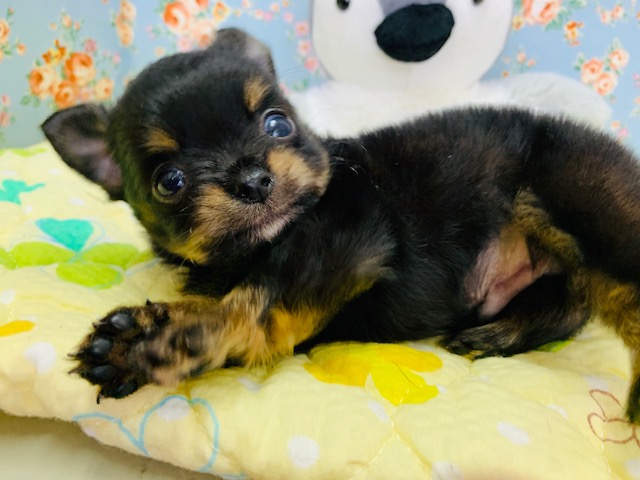 珍しいミックス犬(チワワ×豆柴)くん入舎です! 愛称が不明