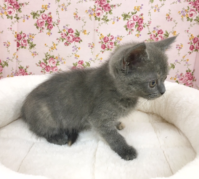 ブリティッシュショートヘア