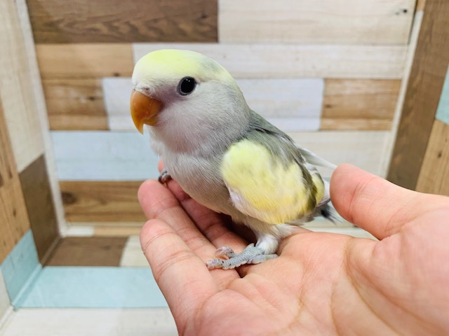 コザクラインコ（小桜インコ）