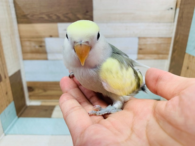 コザクラインコ（小桜インコ）