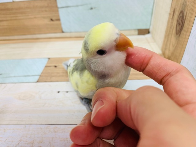 コザクラインコ（小桜インコ）