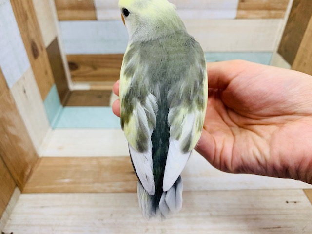コザクラインコ（小桜インコ）