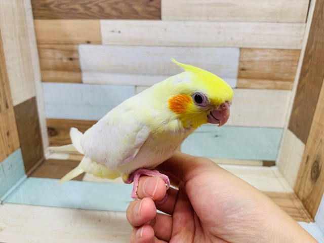 オカメインコ