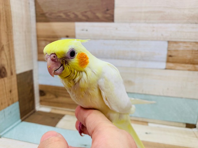 オカメインコ