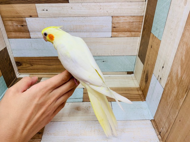 オカメインコ