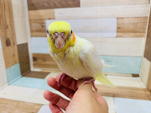 オカメインコ
