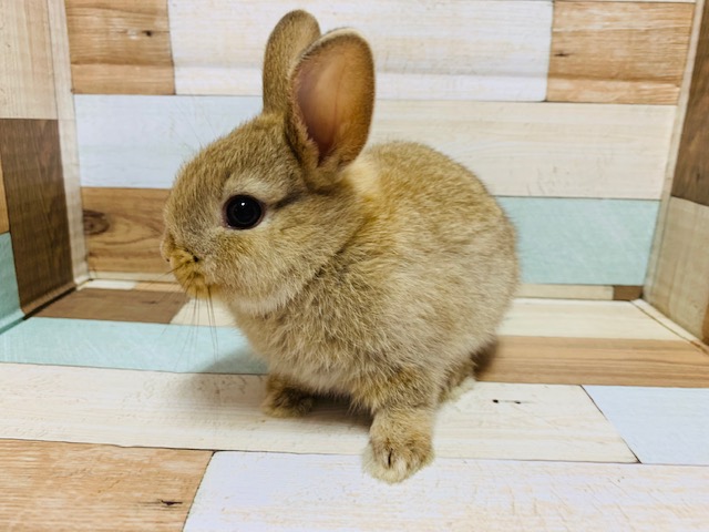 ミニウサギ