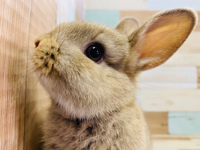 ミニウサギ