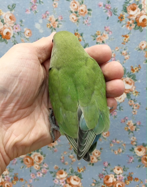 コザクラインコ（小桜インコ）