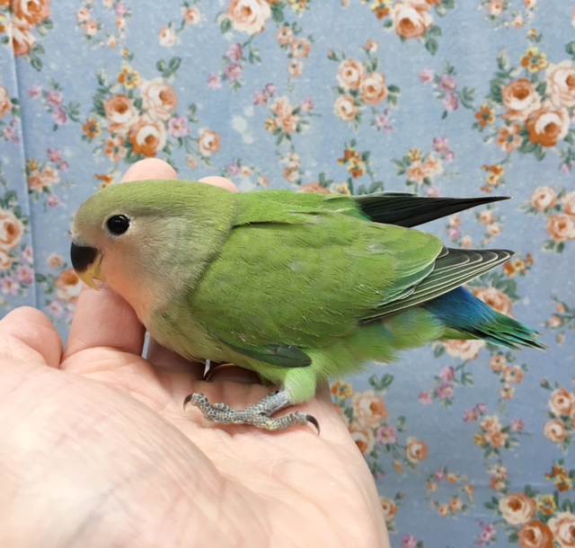 コザクラインコ（小桜インコ）