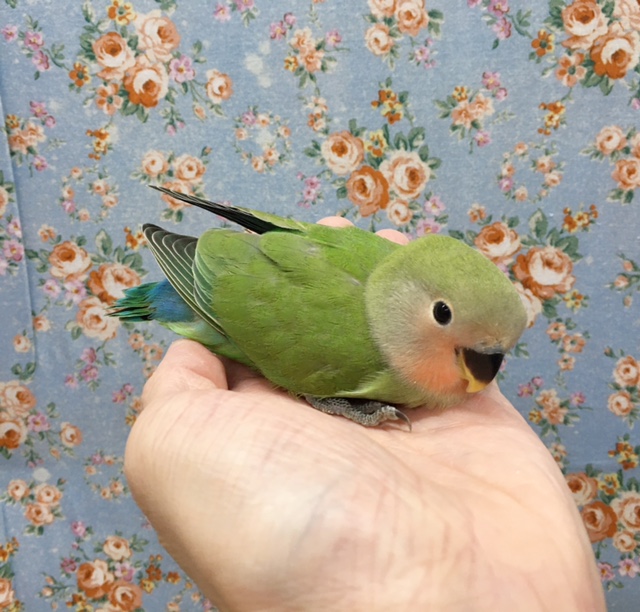 コザクラインコ（小桜インコ）