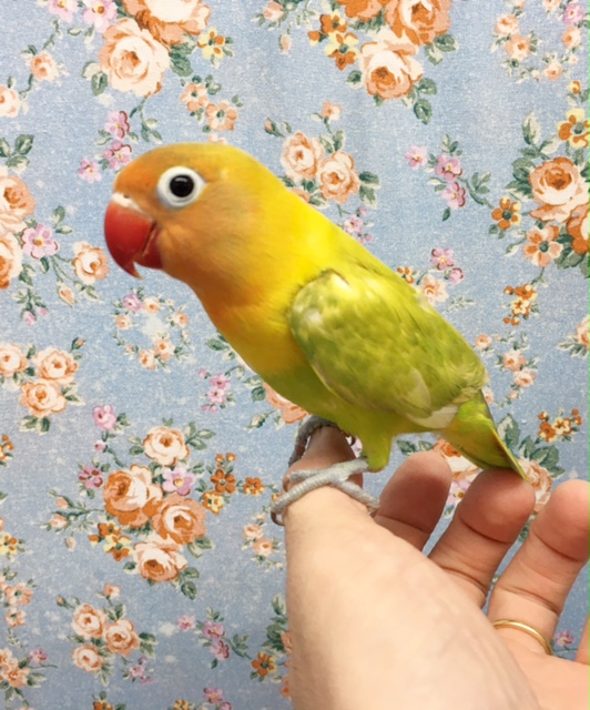 ヤマブキボタンインコ