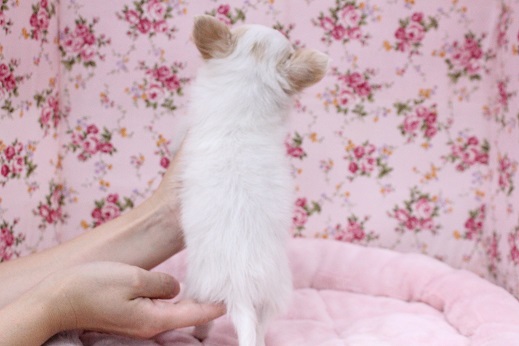 あふれ出る元気?! ロングコートチワワの女のコ 2020.10/14撮影 チワワ