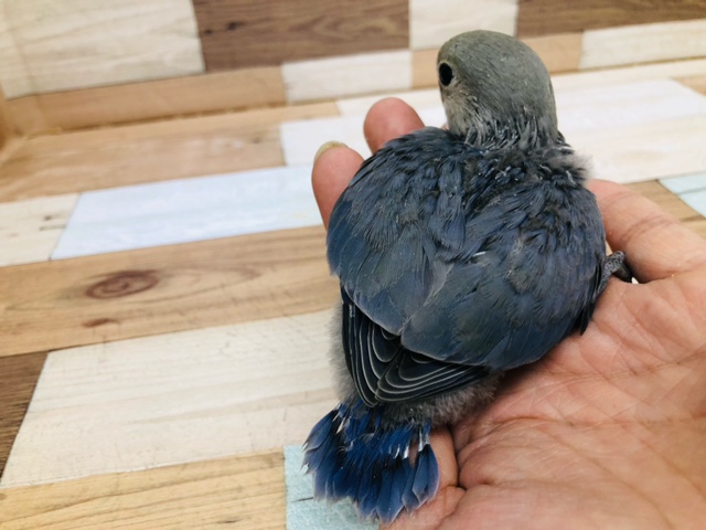 超ホヤホヤ最新画像★カメラ目線!コザクラインコヒナ(バイオレット) コザクラインコ(小桜インコ)