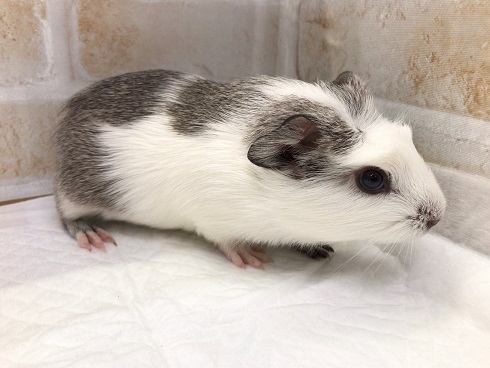 クレステッドモルモット