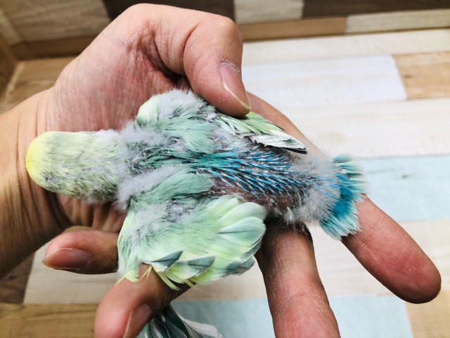 コザクラインコ（小桜インコ）