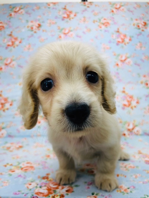 カニンヘンダックス