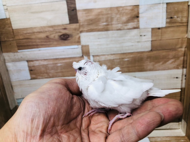 羽衣セキセイインコ