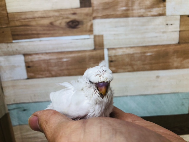 羽衣セキセイインコ