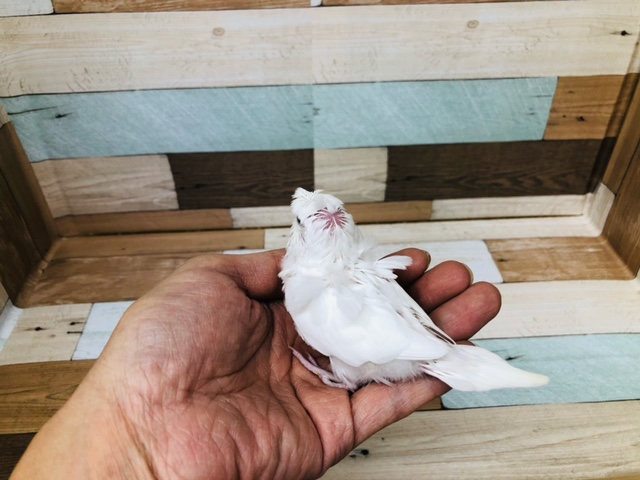 羽衣セキセイインコ