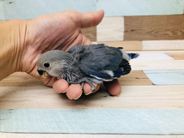 コザクラインコ（小桜インコ）