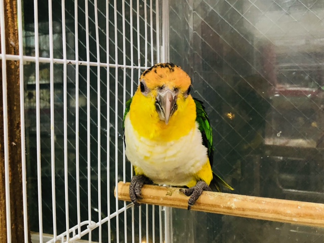 シロハラインコ