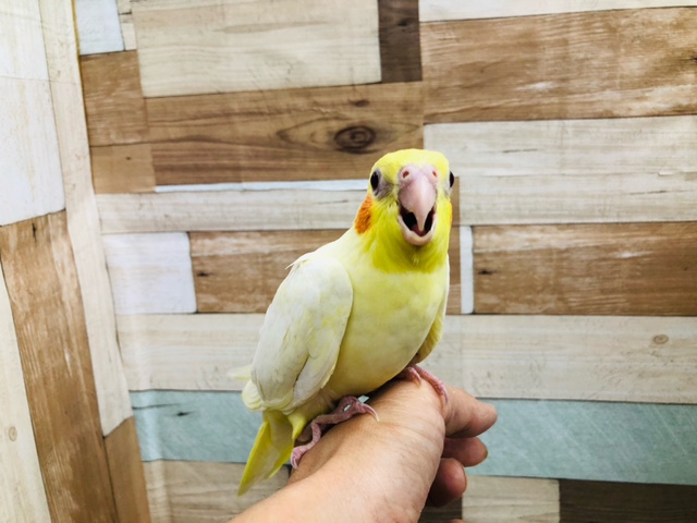 オカメインコ