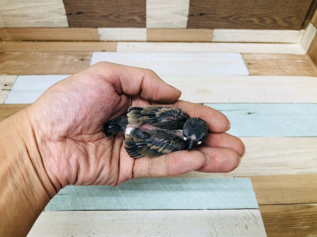 やはり人気だ!桜文鳥ヒナ入舎!!! 桜文鳥