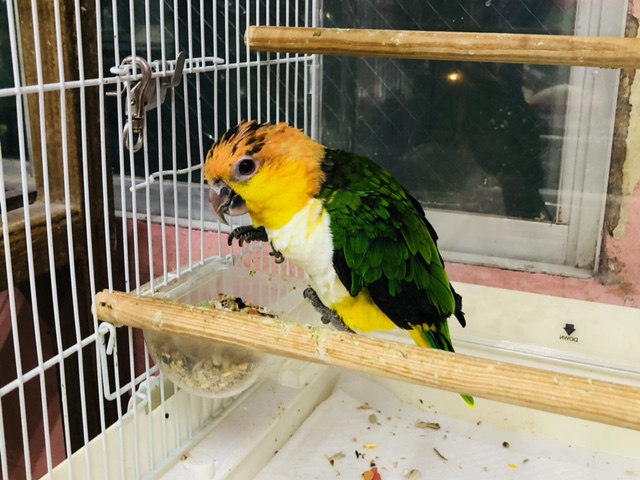 シロハラインコ