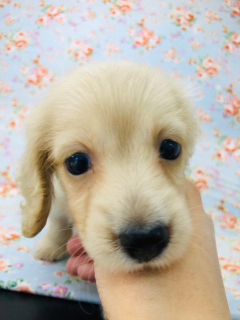 カニンヘンダックス