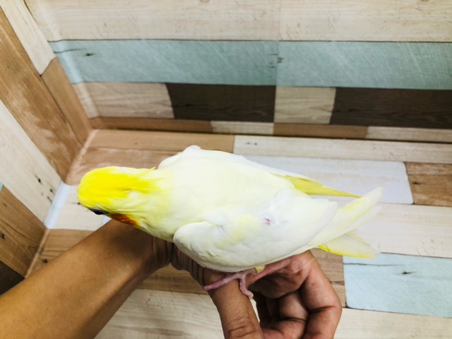 オカメインコ