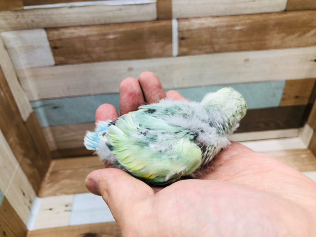 コザクラインコ（小桜インコ）