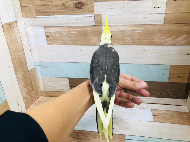 オカメインコ