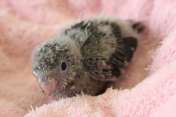 サザナミインコ