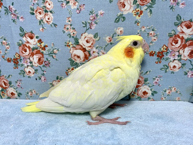 オカメインコ