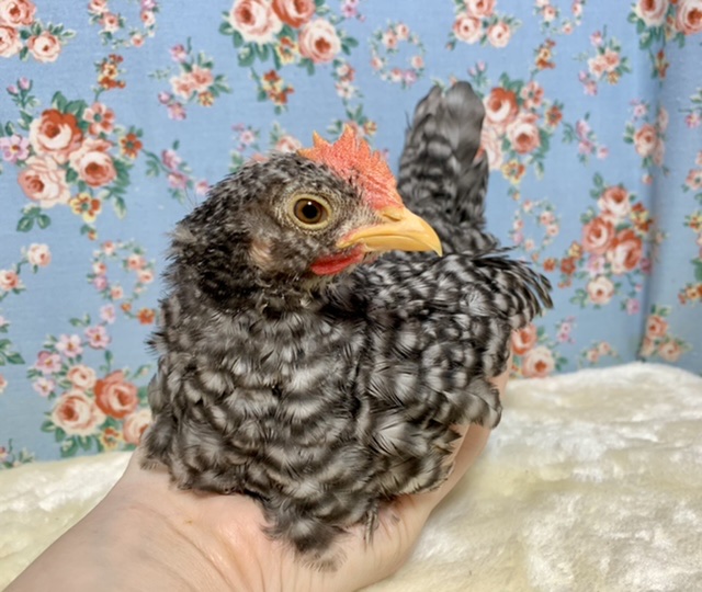 銀鈴並チャボ（ギンスズナミチャボ）