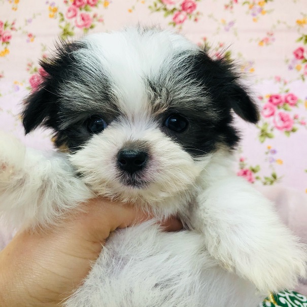 チワマル（マルチワ）