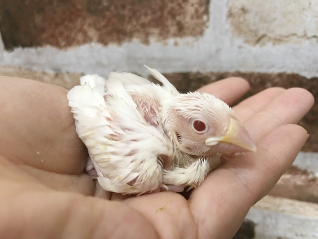 アルビノ文鳥