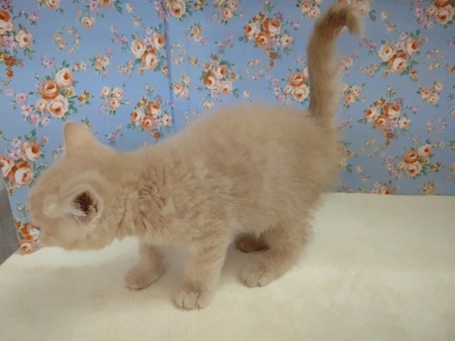 ブリティッシュショートヘア