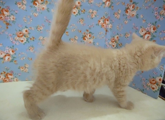 ブリティッシュショートヘア