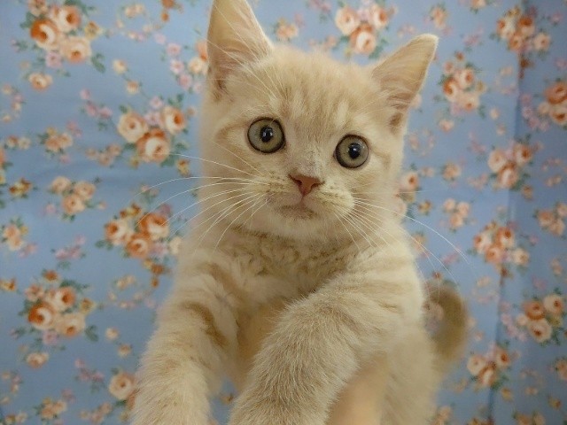 ブリティッシュショートヘア