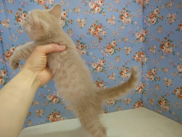 ブリティッシュショートヘア